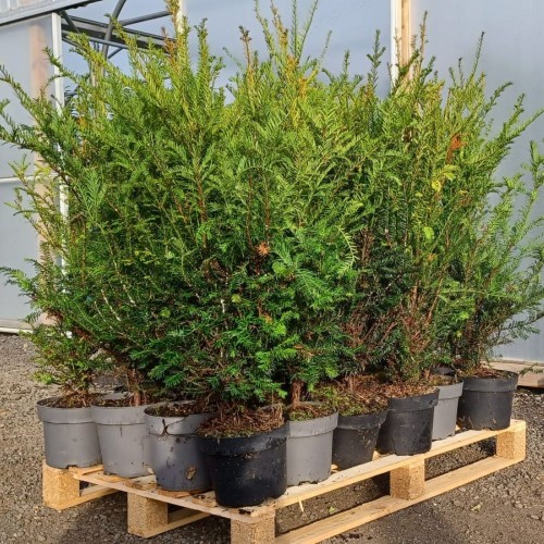 Portuguese Laurel - Prunus Lusitanica 90/120cm Pot Grown - ScotPlants Direct UK